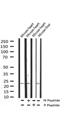 Invitrogen Phospho-CHOP (Ser30) Polyclonal Antibody 100 &mu;L; Unconjugated:Antibodies,