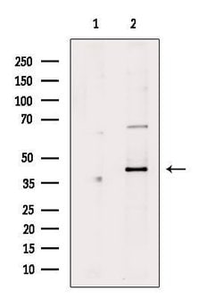 Invitrogen Phospho-MEK2 (Thr394) Polyclonal Antibody 100 &mu;L; Unconjugated:Antibodies,