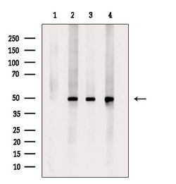 Invitrogen Phospho-MEK2 (Thr394) Polyclonal Antibody 100 &mu;L; Unconjugated:Antibodies,