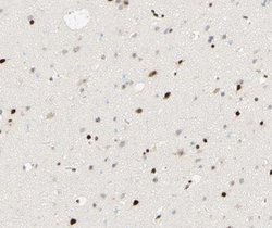 Invitrogen Phospho-PPAR gamma (Ser112) Polyclonal Antibody 100 &mu;L; Unconjugated:Antibodies,