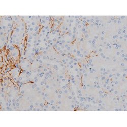 Invitrogen Phospho-Alpha-synuclein (Ser129) Polyclonal Antibody 100 &mu;L;