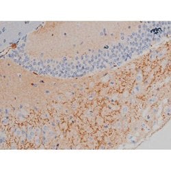 Invitrogen Phospho-Alpha-synuclein (Ser129) Polyclonal Antibody 100 &mu;L;