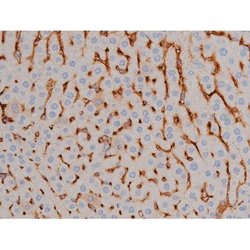 Invitrogen Phospho-Alpha-synuclein (Ser129) Polyclonal Antibody 100 &mu;L;