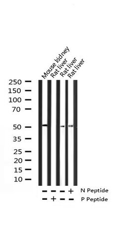 Invitrogen Phospho-HNF4A (Ser313) Polyclonal Antibody 100 &mu;L; Unconjugated:Antibodies,