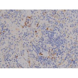 Invitrogen Phospho-STAT6 (Tyr641) Polyclonal Antibody 100 &mu;L | Buy Online | Invitrogen&trade; | Fisher Scientific