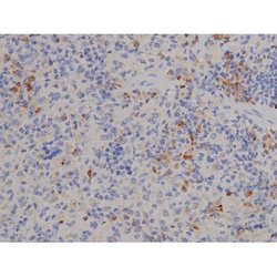 Invitrogen Phospho-STAT6 (Tyr641) Polyclonal Antibody 100 &mu;L | Buy Online | Invitrogen&trade; | Fisher Scientific