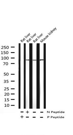 Invitrogen Phospho-STAT6 (Tyr641) Polyclonal Antibody 100 &mu;L | Buy Online | Invitrogen&trade; | Fisher Scientific