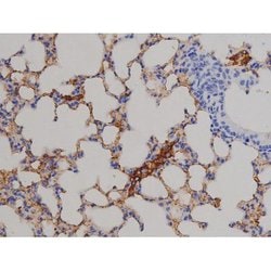 Invitrogen Phospho-STAT6 (Thr645) Polyclonal Antibody 100 &mu;L; Unconjugated:Antibodies,