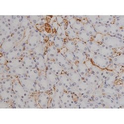 Invitrogen Phospho-STAT6 (Thr645) Polyclonal Antibody 100 &mu;L; Unconjugated:Antibodies,