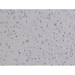 Invitrogen Phospho-STAT6 (Thr645) Polyclonal Antibody 100 &mu;L; Unconjugated:Antibodies,