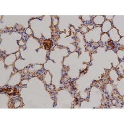 Invitrogen Phospho-STAT6 (Thr645) Polyclonal Antibody 100 &mu;L; Unconjugated:Antibodies,
