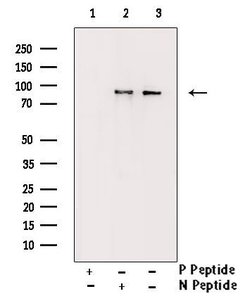 Invitrogen Phospho-STAT5 alpha/beta (Ser726, Ser731) Polyclonal Antibody 100 &mu;L | Buy Online | Invitrogen&trade; | Fisher Scientific