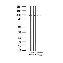 Invitrogen Phospho-GluR2 (Ser880) Polyclonal Antibody 100 &mu;L; Unconjugated:Antibodies,