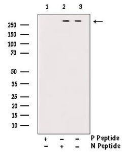 Invitrogen Phospho-mTOR (Ser2481) Polyclonal Antibody 100 μL; Unconjugated:Antibodies,