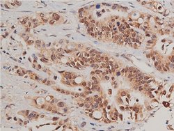 Invitrogen Phospho-Caspase 3 (Ser150) Polyclonal Antibody 100 &mu;L | Buy Online | Invitrogen&trade; | Fisher Scientific