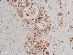 Invitrogen Phospho-Caspase 3 (Ser150) Polyclonal Antibody 100 &mu;L | Buy Online | Invitrogen&trade; | Fisher Scientific