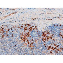 Invitrogen Phospho-SYK (Tyr348) Polyclonal Antibody 100 &mu;L | Buy Online | Invitrogen&trade; | Fisher Scientific