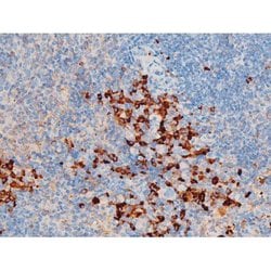 Invitrogen Phospho-SYK (Tyr348) Polyclonal Antibody 100 &mu;L | Buy Online | Invitrogen&trade; | Fisher Scientific