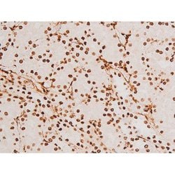 Invitrogen Phospho-SYK (Tyr348) Polyclonal Antibody 100 &mu;L | Buy Online | Invitrogen&trade; | Fisher Scientific