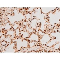 Invitrogen Phospho-SYK (Tyr348) Polyclonal Antibody 100 &mu;L | Buy Online | Invitrogen&trade; | Fisher Scientific