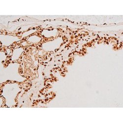 Invitrogen Phospho-SYK (Tyr348) Polyclonal Antibody 100 &mu;L | Buy Online | Invitrogen&trade; | Fisher Scientific