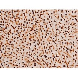 Invitrogen Phospho-SYK (Tyr348) Polyclonal Antibody 100 &mu;L | Buy Online | Invitrogen&trade; | Fisher Scientific