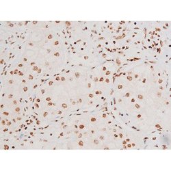 Invitrogen Phospho-SYK (Tyr348) Polyclonal Antibody 100 &mu;L | Buy Online | Invitrogen&trade; | Fisher Scientific