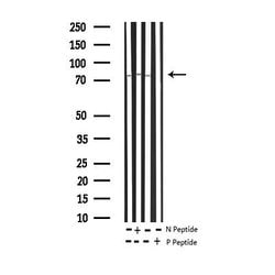 Invitrogen Phospho-SYK (Tyr348) Polyclonal Antibody 100 &mu;L | Buy Online | Invitrogen&trade; | Fisher Scientific