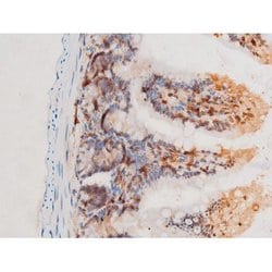 Invitrogen Phospho-SYK (Tyr525) Polyclonal Antibody 100 &mu;L; Unconjugated:Antibodies,