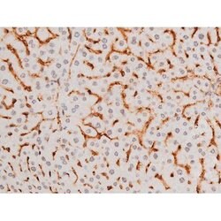 Invitrogen Phospho-SYK (Tyr525) Polyclonal Antibody 100 &mu;L; Unconjugated:Antibodies,