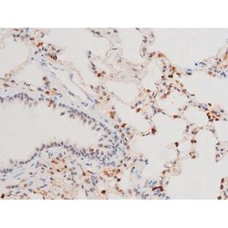 Invitrogen Phospho-SYK (Tyr525) Polyclonal Antibody 100 &mu;L; Unconjugated:Antibodies,