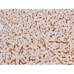 Invitrogen Phospho-SYK (Tyr525) Polyclonal Antibody 100 &mu;L; Unconjugated:Antibodies,
