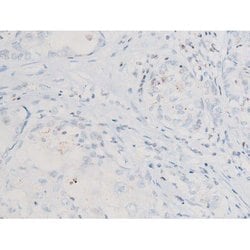 Invitrogen Phospho-SYK (Tyr525) Polyclonal Antibody 100 &mu;L; Unconjugated:Antibodies,