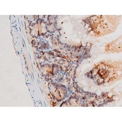 Invitrogen Phospho-SYK (Tyr525) Polyclonal Antibody 100 &mu;L; Unconjugated:Antibodies,