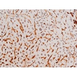 Invitrogen Phospho-SYK (Tyr525) Polyclonal Antibody 100 &mu;L; Unconjugated:Antibodies,