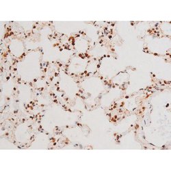 Invitrogen Phospho-SYK (Tyr525) Polyclonal Antibody 100 &mu;L; Unconjugated:Antibodies,