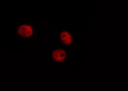 Invitrogen Phospho-GATA4 (Ser262) Polyclonal Antibody 100 &mu;L; Unconjugated:Antibodies,