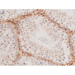 Invitrogen Phospho-GATA4 (Ser262) Polyclonal Antibody 100 &mu;L; Unconjugated:Antibodies,