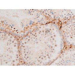 Invitrogen Phospho-GATA4 (Ser262) Polyclonal Antibody 100 &mu;L; Unconjugated:Antibodies,