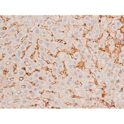 Invitrogen Phospho-GATA4 (Ser262) Polyclonal Antibody 100 &mu;L; Unconjugated:Antibodies,