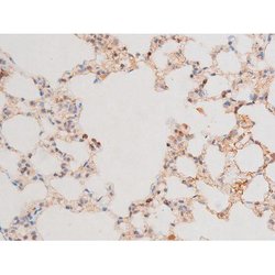 Invitrogen Phospho-GATA4 (Ser262) Polyclonal Antibody 100 &mu;L; Unconjugated:Antibodies,