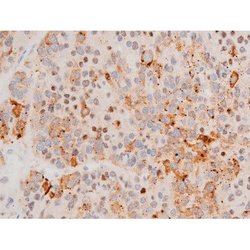 Invitrogen Phospho-GATA4 (Ser262) Polyclonal Antibody 100 &mu;L; Unconjugated:Antibodies,