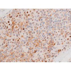 Invitrogen Phospho-GATA4 (Ser262) Polyclonal Antibody 100 &mu;L; Unconjugated:Antibodies,