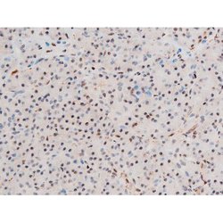 Invitrogen Phospho-GATA4 (Ser262) Polyclonal Antibody 100 &mu;L; Unconjugated:Antibodies,