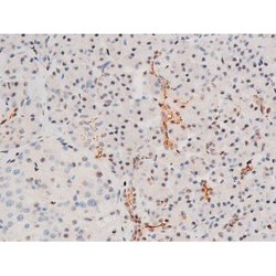 Invitrogen Phospho-GATA4 (Ser262) Polyclonal Antibody 100 &mu;L; Unconjugated:Antibodies,