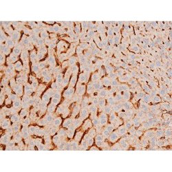 Invitrogen Phospho-GATA4 (Ser262) Polyclonal Antibody 100 &mu;L; Unconjugated:Antibodies,