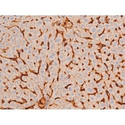 Invitrogen Phospho-GATA4 (Ser262) Polyclonal Antibody 100 &mu;L; Unconjugated:Antibodies,
