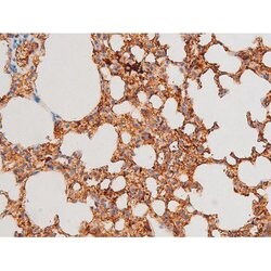 Invitrogen Phospho-GATA4 (Ser262) Polyclonal Antibody 100 &mu;L; Unconjugated:Antibodies,