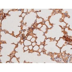 Invitrogen Phospho-GATA4 (Ser262) Polyclonal Antibody 100 &mu;L; Unconjugated:Antibodies,