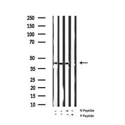 Invitrogen Phospho-GATA4 (Ser262) Polyclonal Antibody 100 &mu;L; Unconjugated:Antibodies,